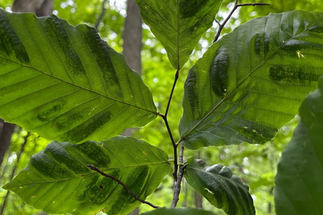 Beech Leaf Disease