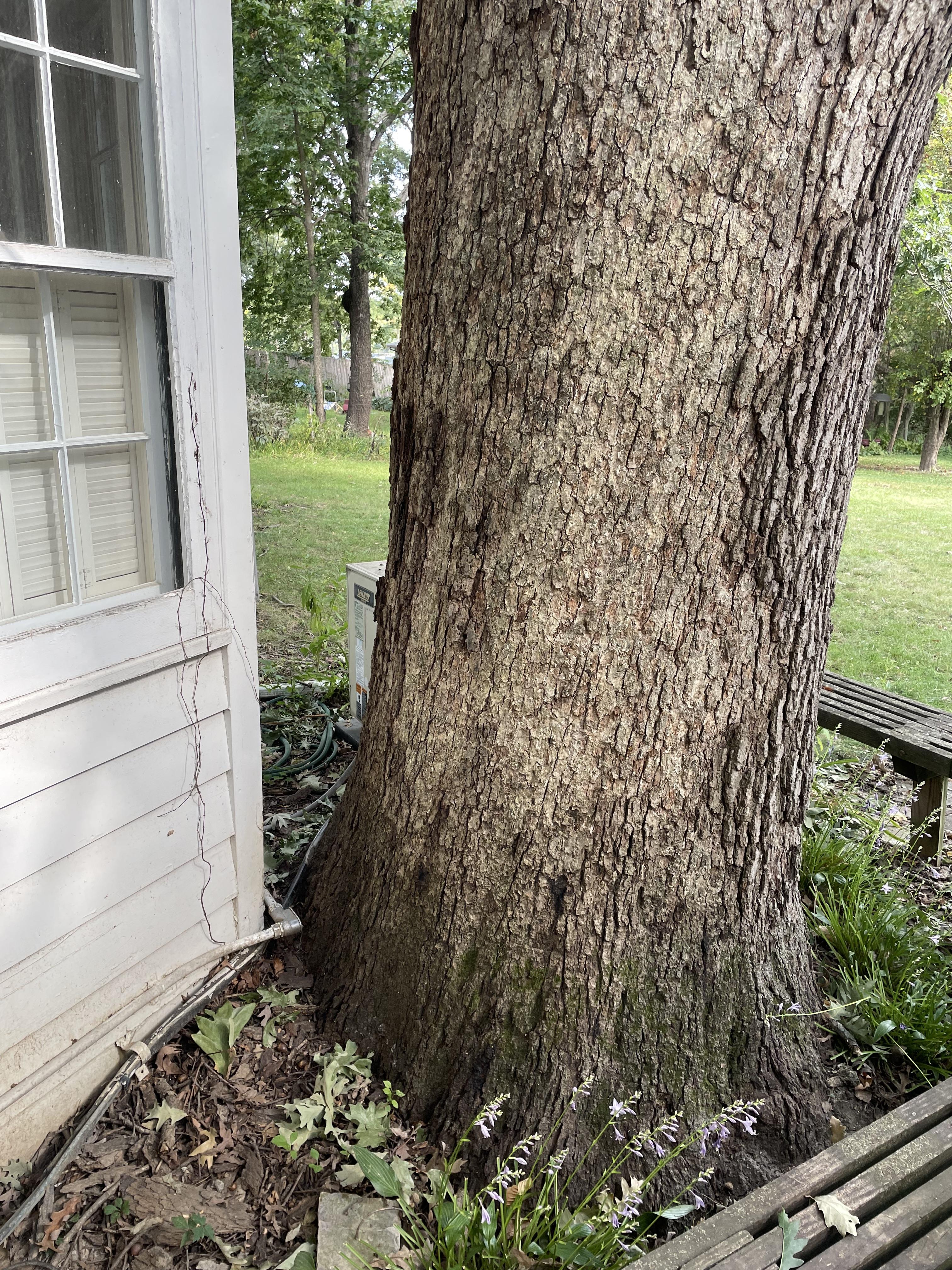 1890s Row House White Oak Removal