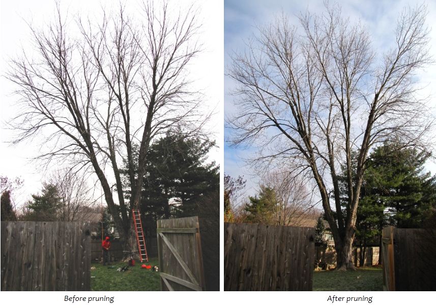 Melrose Silver Maple Structural Prune