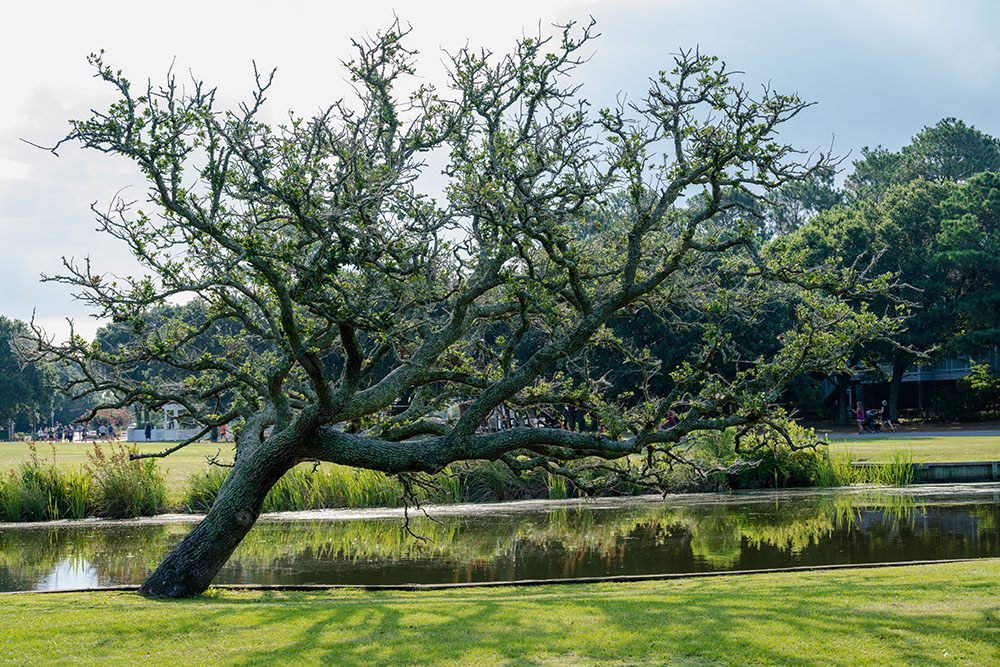 Large Tree Removal