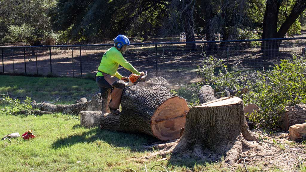 Large Tree Removal