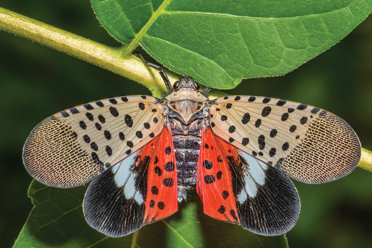 Spotted Lanternfly